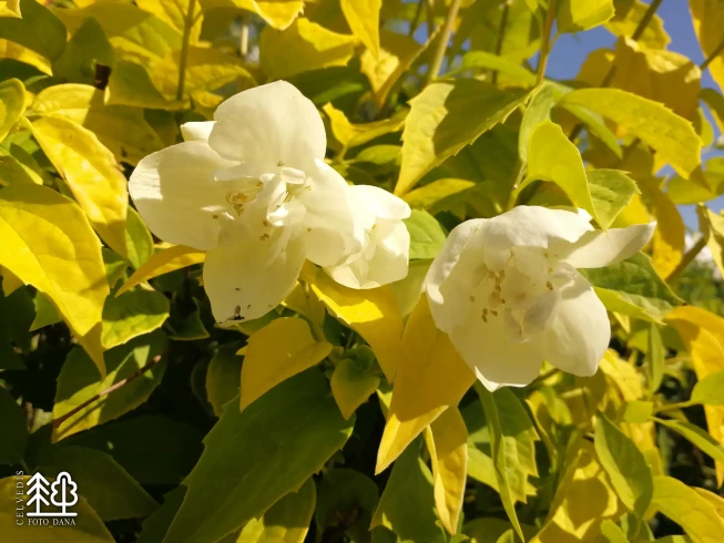 Philadelphus   'Yellow Hill'